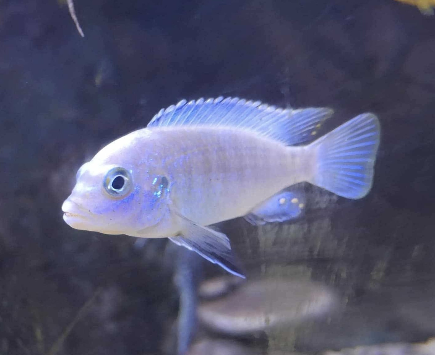 Afra Cichlid (Cynotilapia afra)